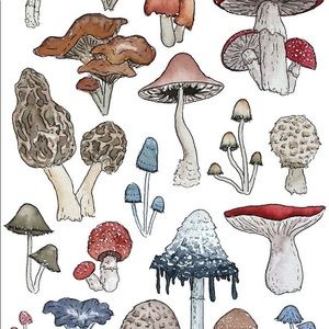 Meet your Posher, Rocky